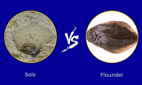grey sole vs dover sole.